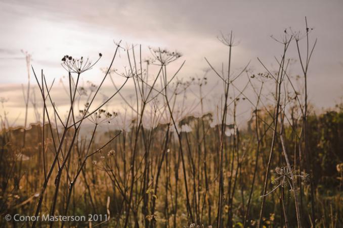 conorm_111120_8733